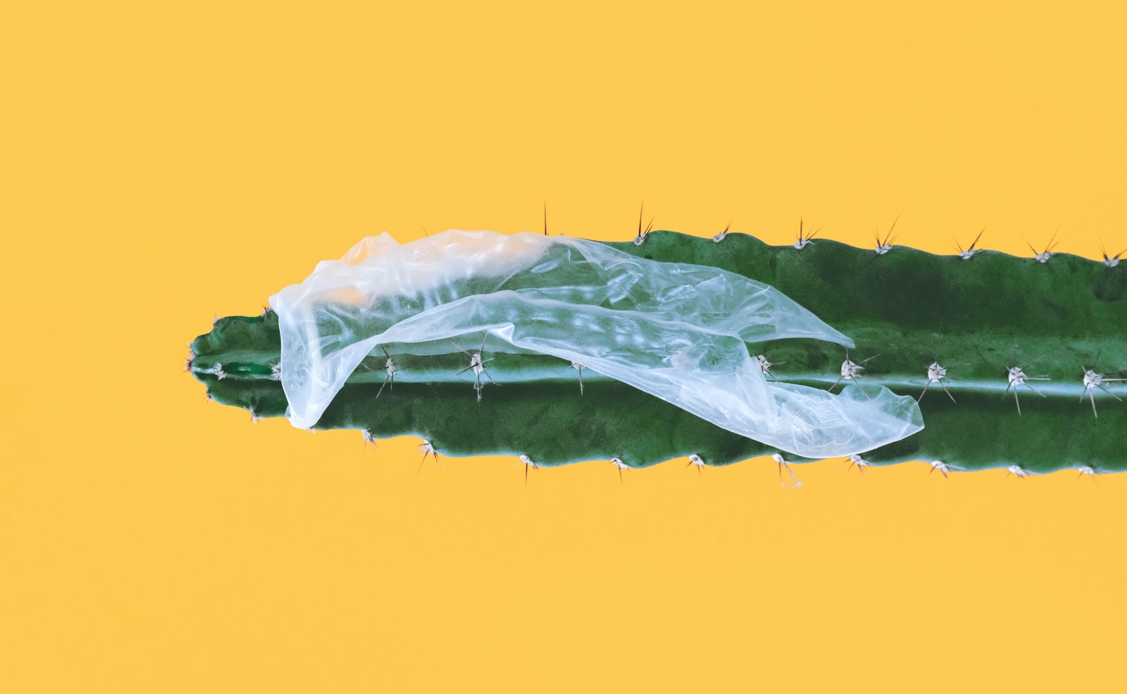 Сломанный презерватив застрял на кактусе